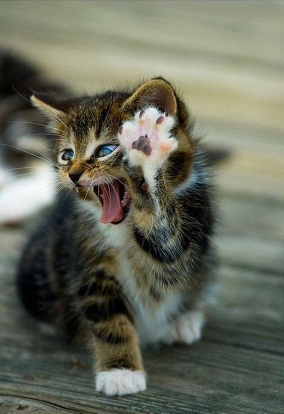 Cat-Hi-Five.jpg