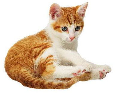 cats.jpg