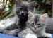 800px-Cats.jpg
