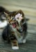 Cat-Hi-Five.jpg