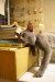 cats_sleeping_positions6.jpg
