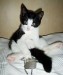 cat-sitting-on-bed-a.jpg