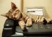 cute-funny-cats-7_0.jpg